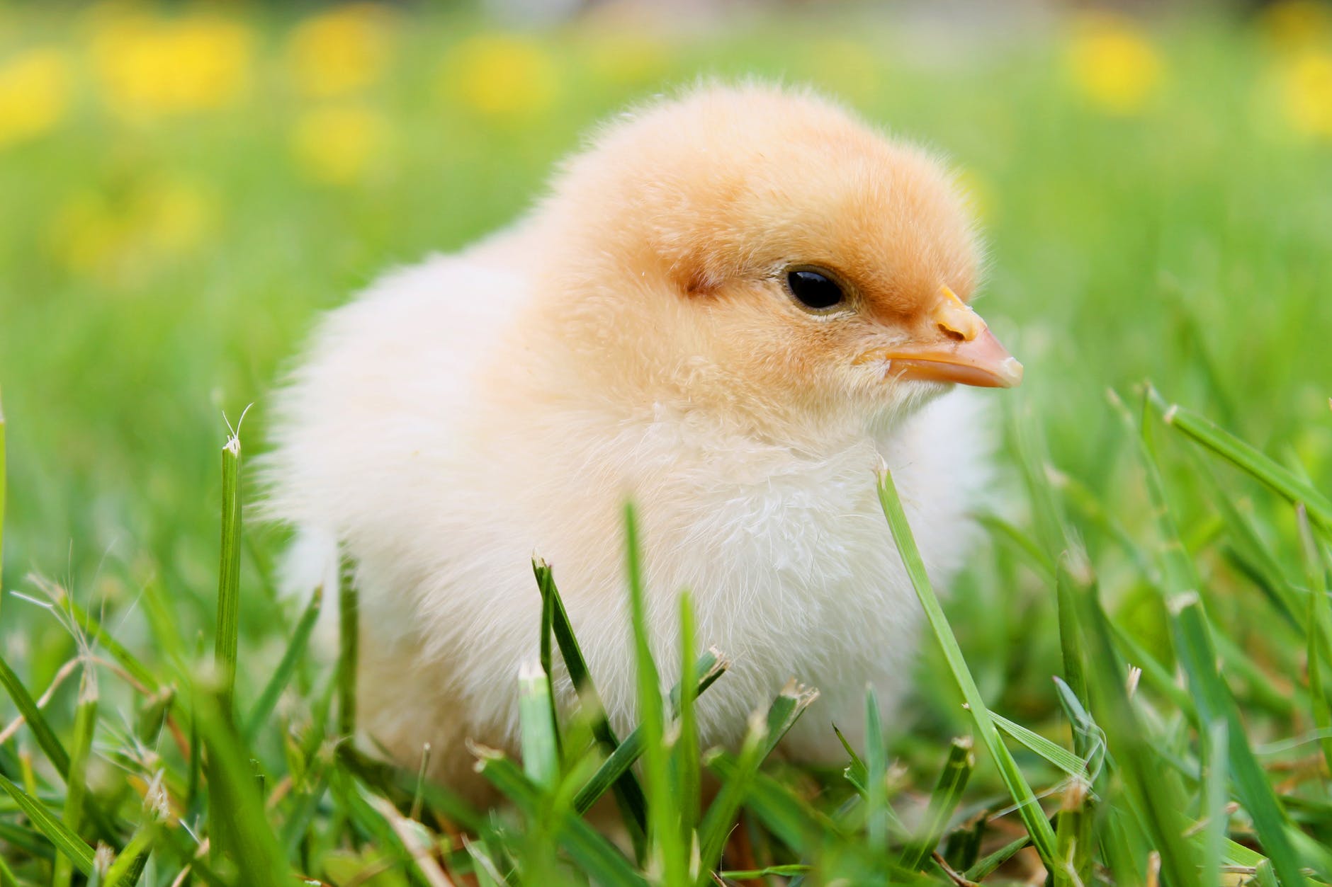 a baby chick in the green grass